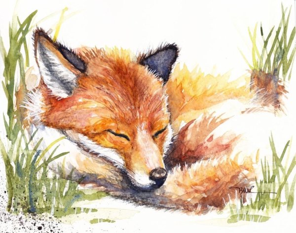 Лисенок иллюстрация акварель