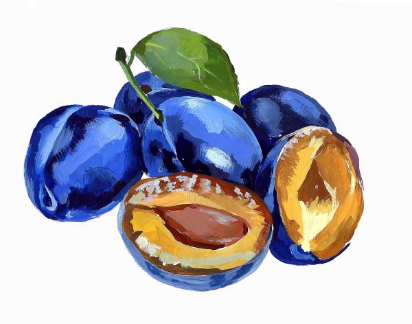 Слива рисунок акварелью