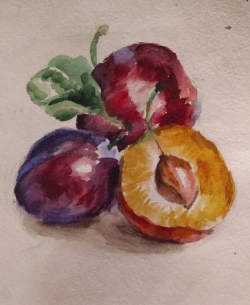 Слива акварелью Ботаническая