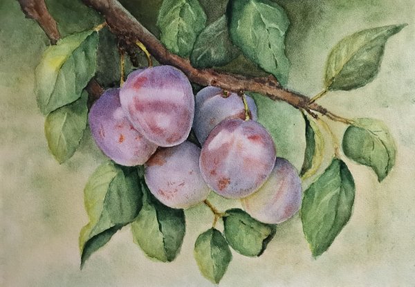 Ботанические иллюстрации Elaine Searle