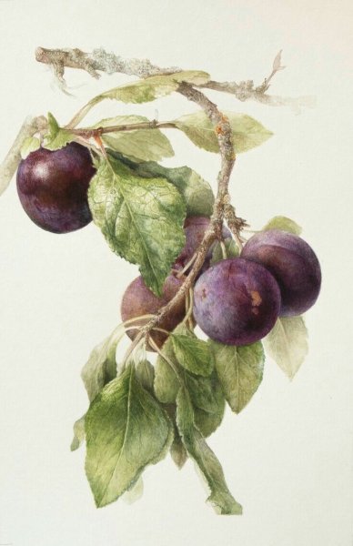 Слива акварелью