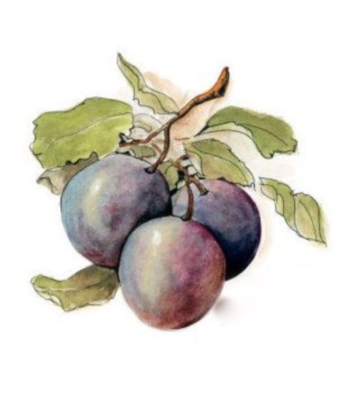 Елена таткина картины пастелью