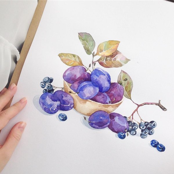 Слива рисунок