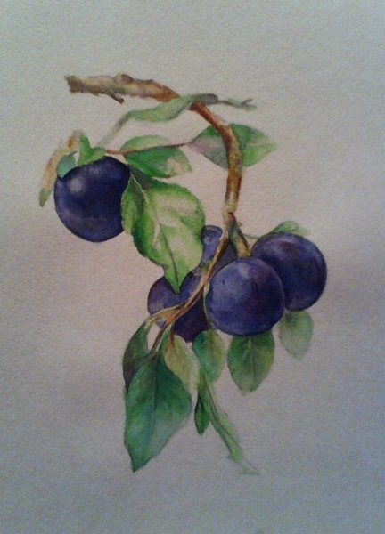 Сливы акварелью