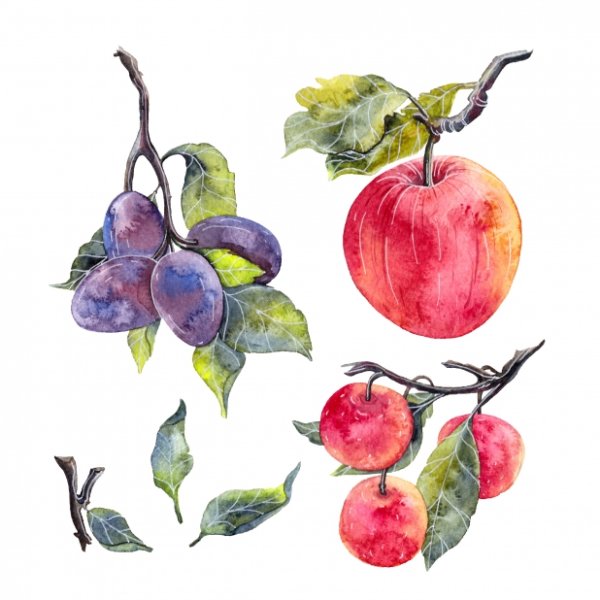 Слива акварелью