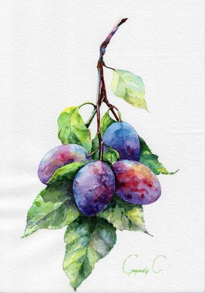 Слива акварель Андрияка