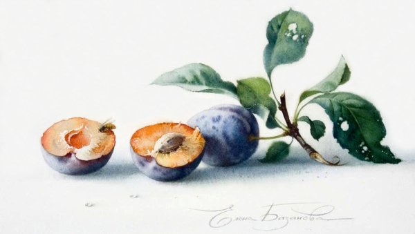 Сливы гуашью