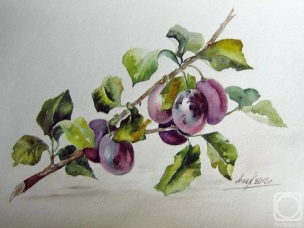 Сливы живопись акварель