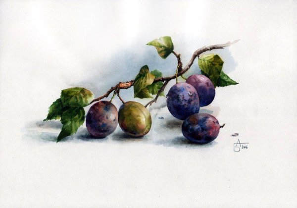 Художник-иллюстратор Katerina Pytina