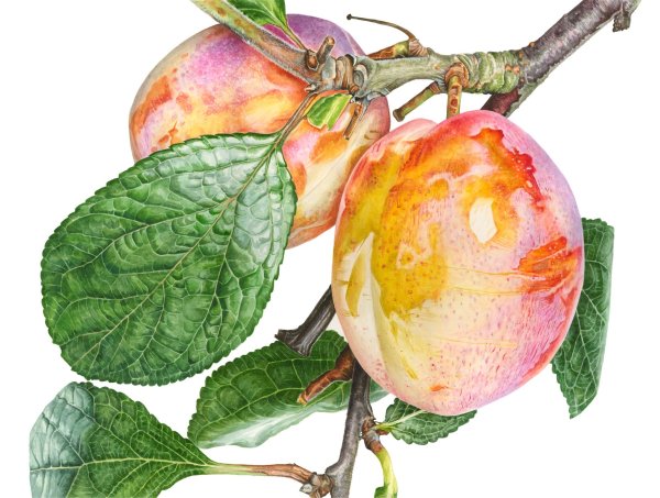 Сливы рисунок гуашью