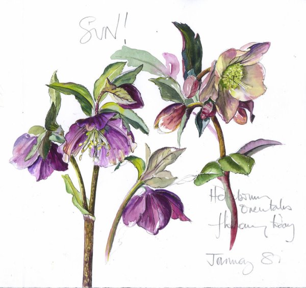 Ботанические иллюстрации Elaine Searle