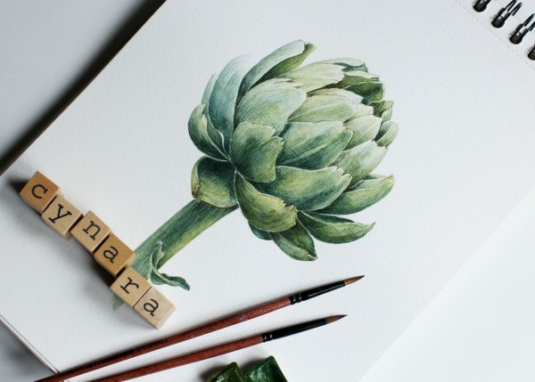 Артишок Ботаническая иллюстрация