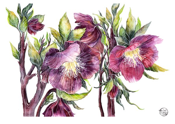 Морозник Ботаническая иллюстрация