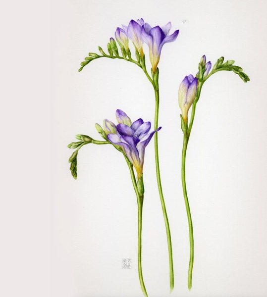 Фрезия акварель