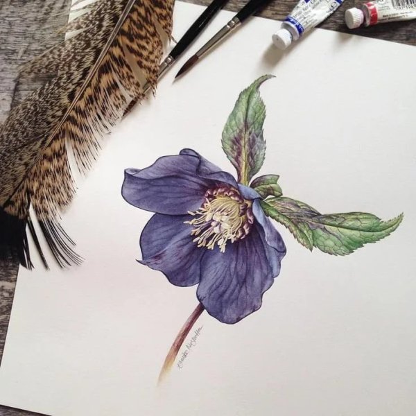 Ботанические иллюстрации от Eunike Nugroho