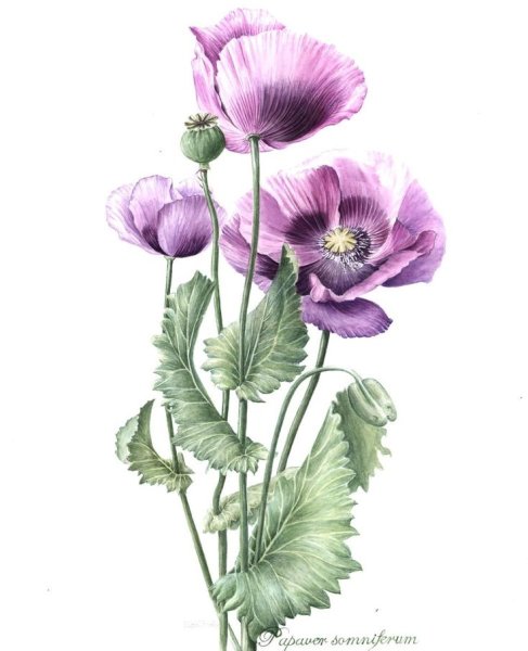 Мак Ботаническая иллюстрация