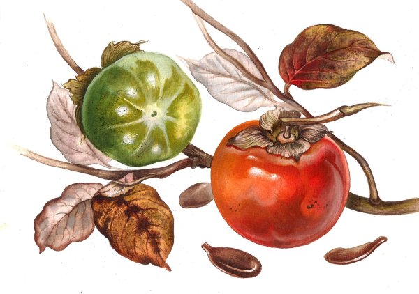 Светлана Лансе Ботаническая живопись