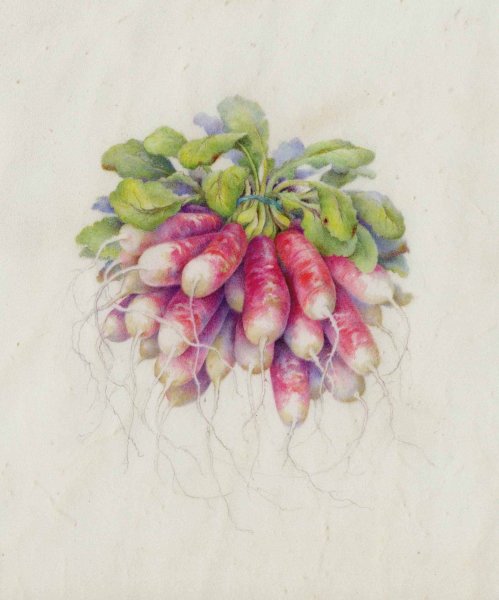 Ботаника акварелью