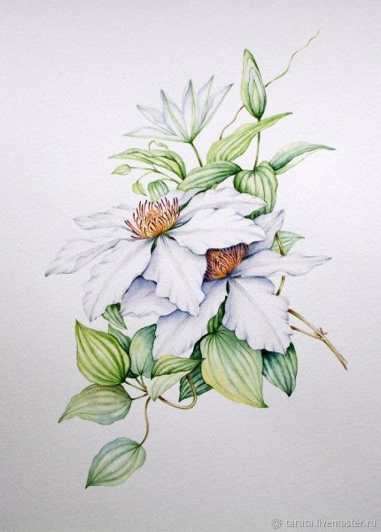 Клематис Ботаническая акварель