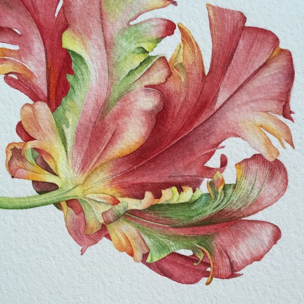 Ботаническая акварель цветы