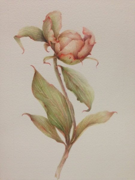 Марина правник акварель