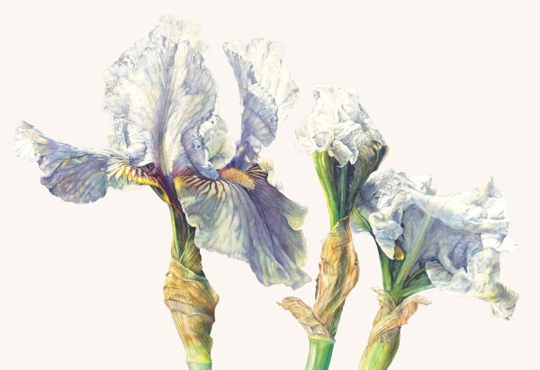 Ирисы акварелью Мари Берк