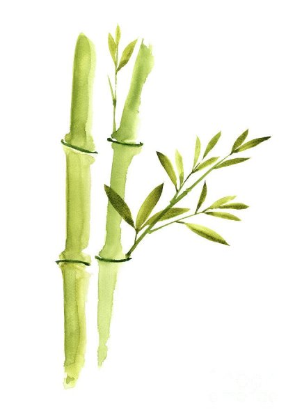 Бамбук акварель