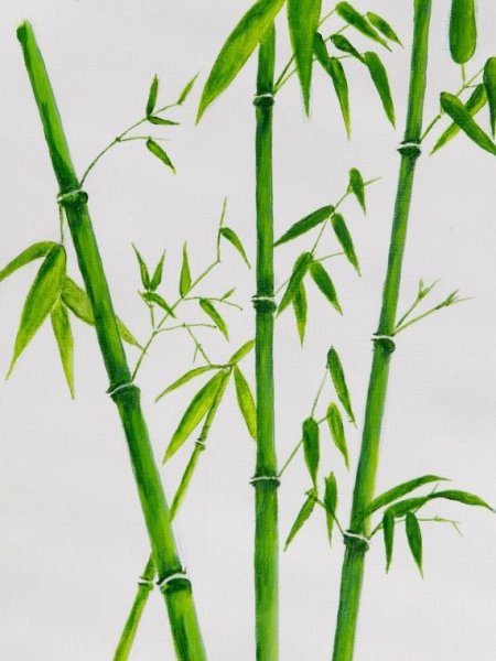 Междоузлия бамбука