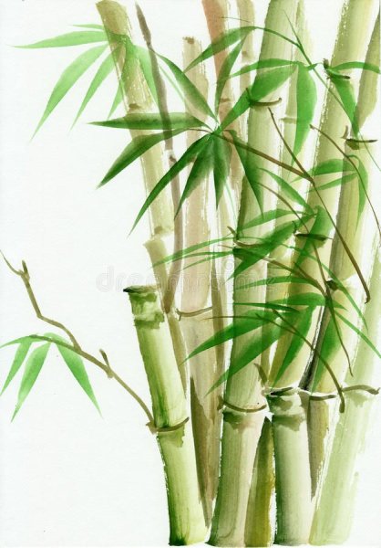 Листья бамбука акварель