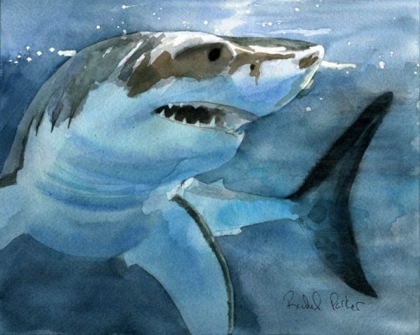 Акула арт красками