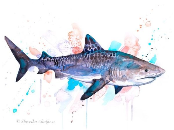 Акула иллюстрация акварель