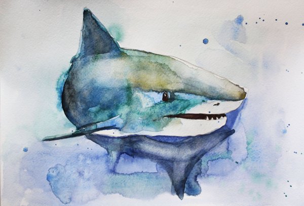 Акула иллюстрация акварель