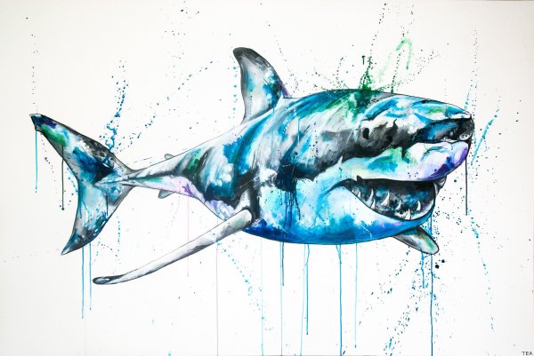 Акула красками