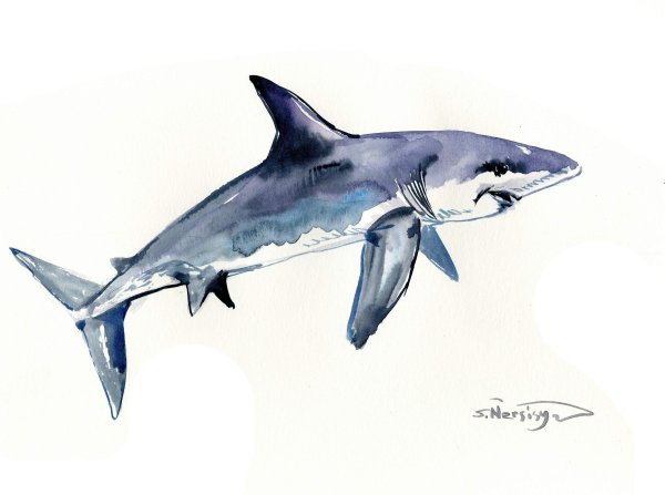 Акула иллюстрация акварель