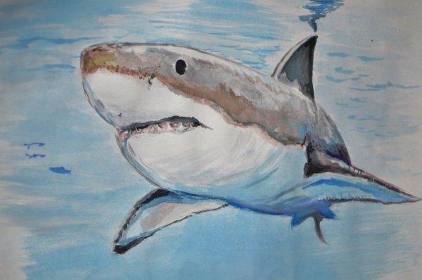 Акула рисовать красками