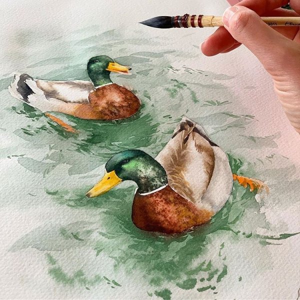Селезень акварелью