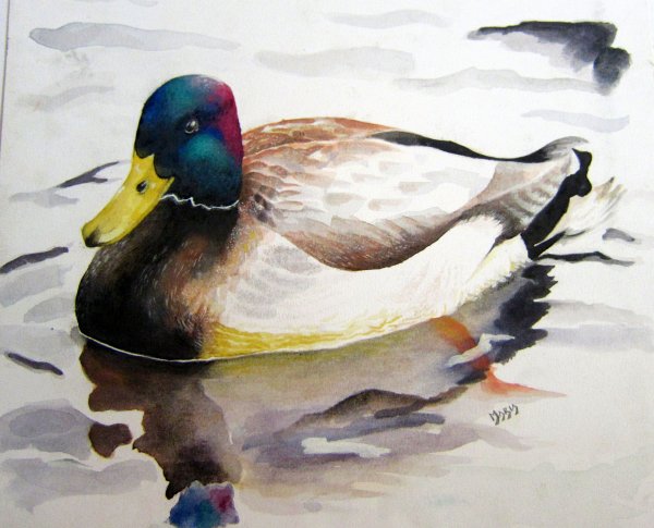 Селезень акварелью