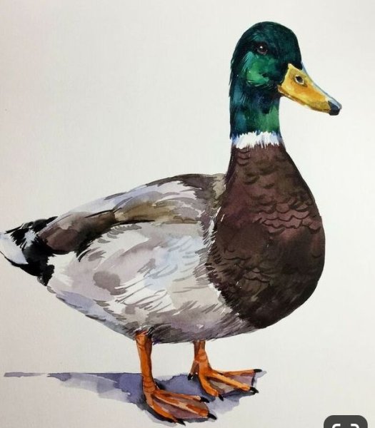 Селезень акварелью