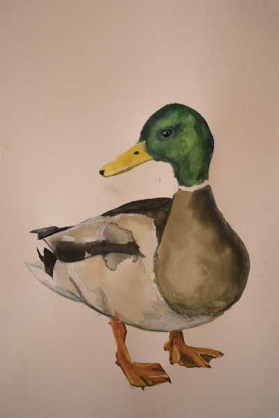 Утки гуашью