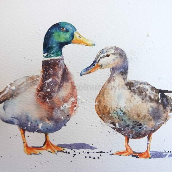Утка акварелью