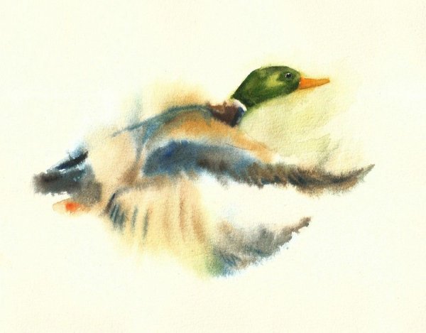 Утки акварелью