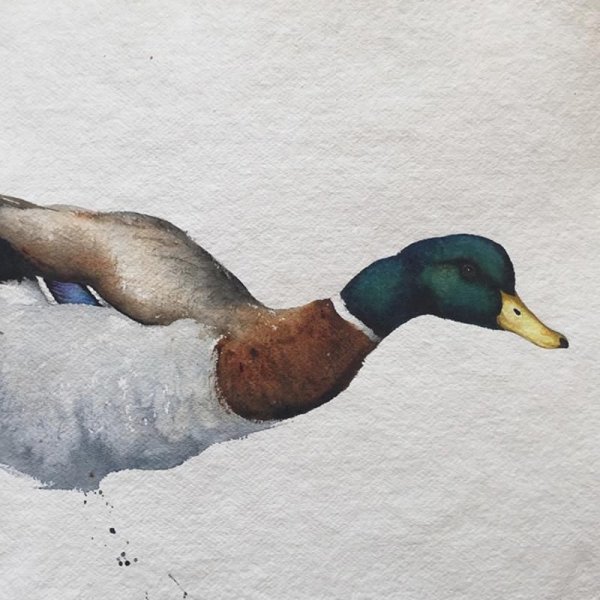 Карл Мартенс утки