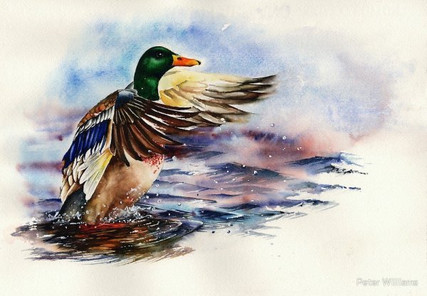 Питер Уильямс художник анималист