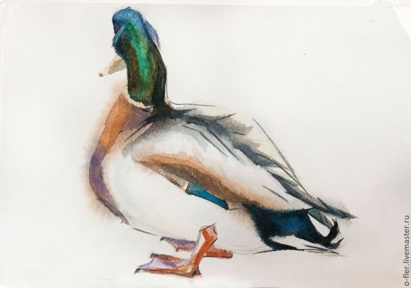 Этюд утки акварелью