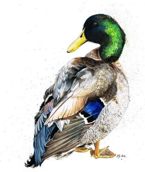 Селезень акварелью