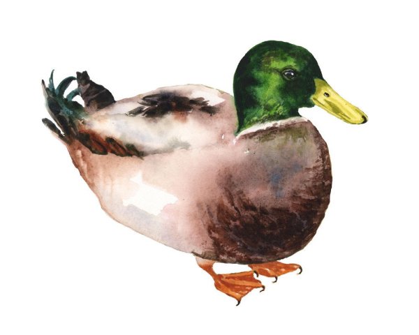Уточка акварелью