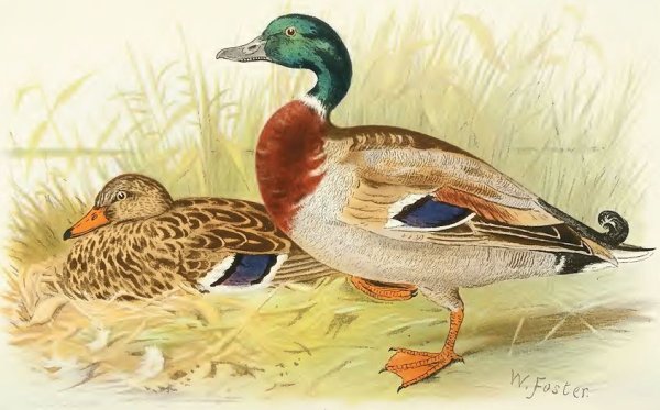 Винтажные иллюстрации уток