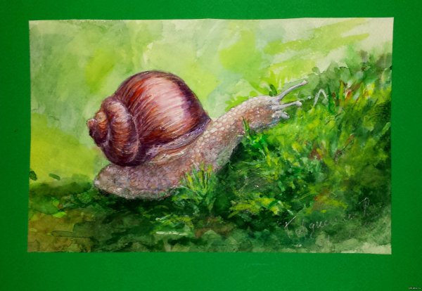 Улитка акварелью