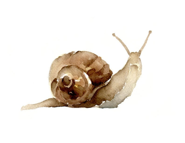 Акварельная улитка