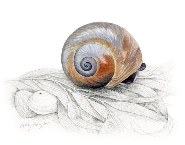 Улитка акварелью